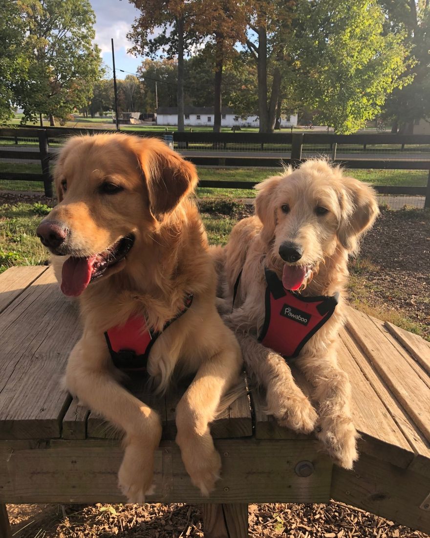 Two golden dogs in red harnesses lying on a wooden picnic table in a park