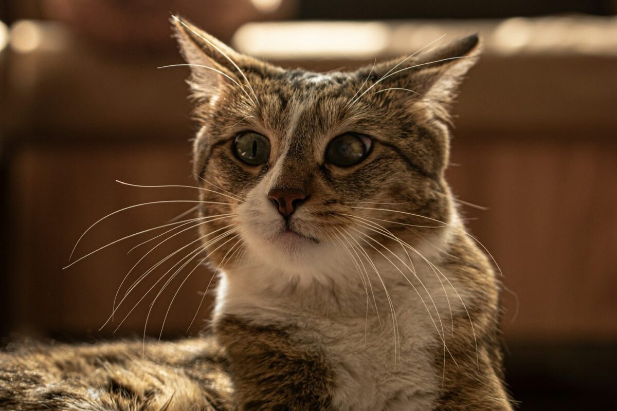 Tabby and white cat lying on a patterned rug in a warmly lit living room