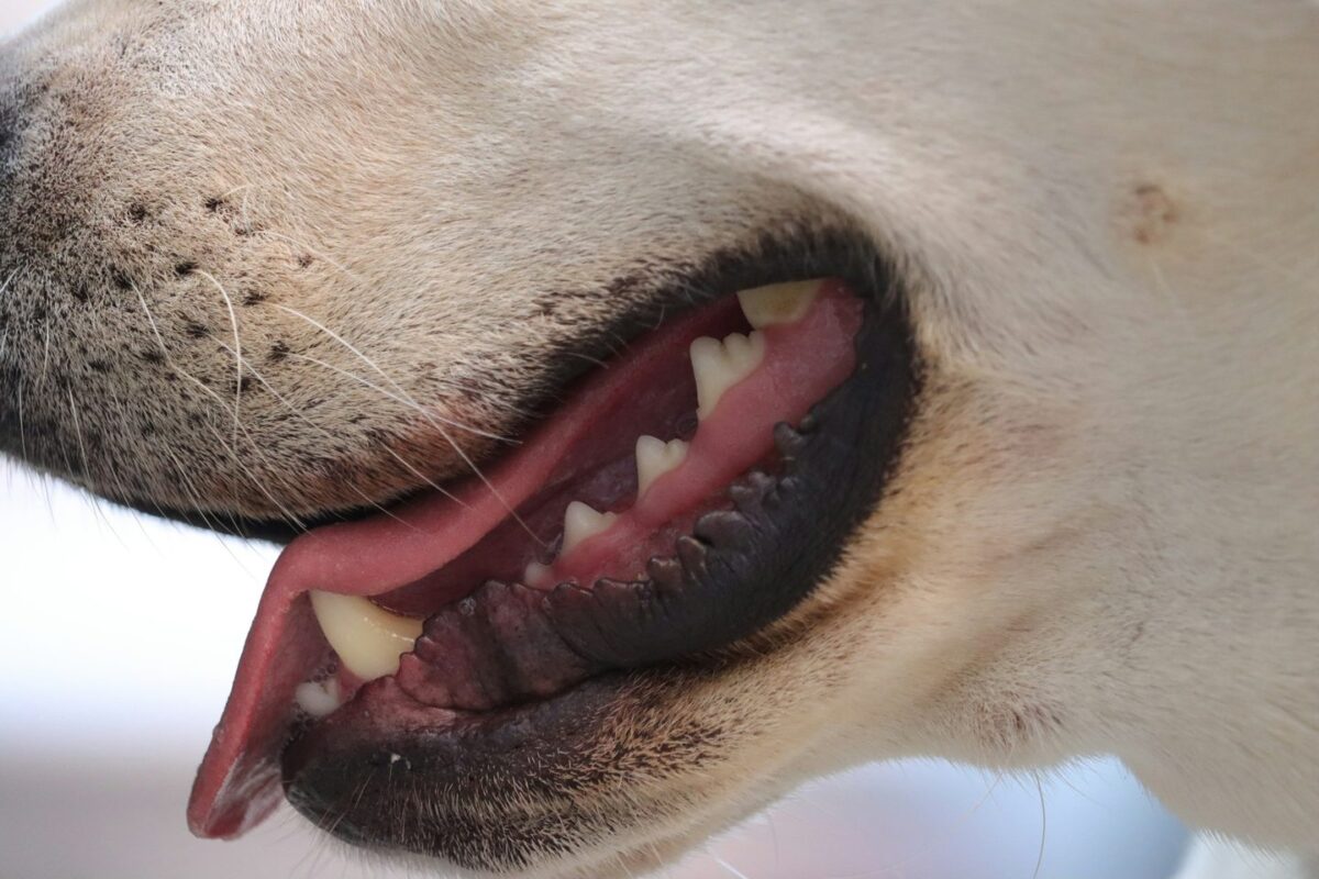 Close-up of a relaxed white dog's open mouth showing clean, healthy teeth
