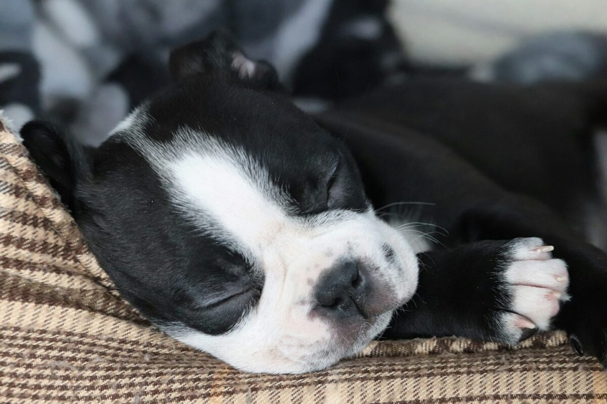 Black and white dog sound asleep on a plaid couch cushion