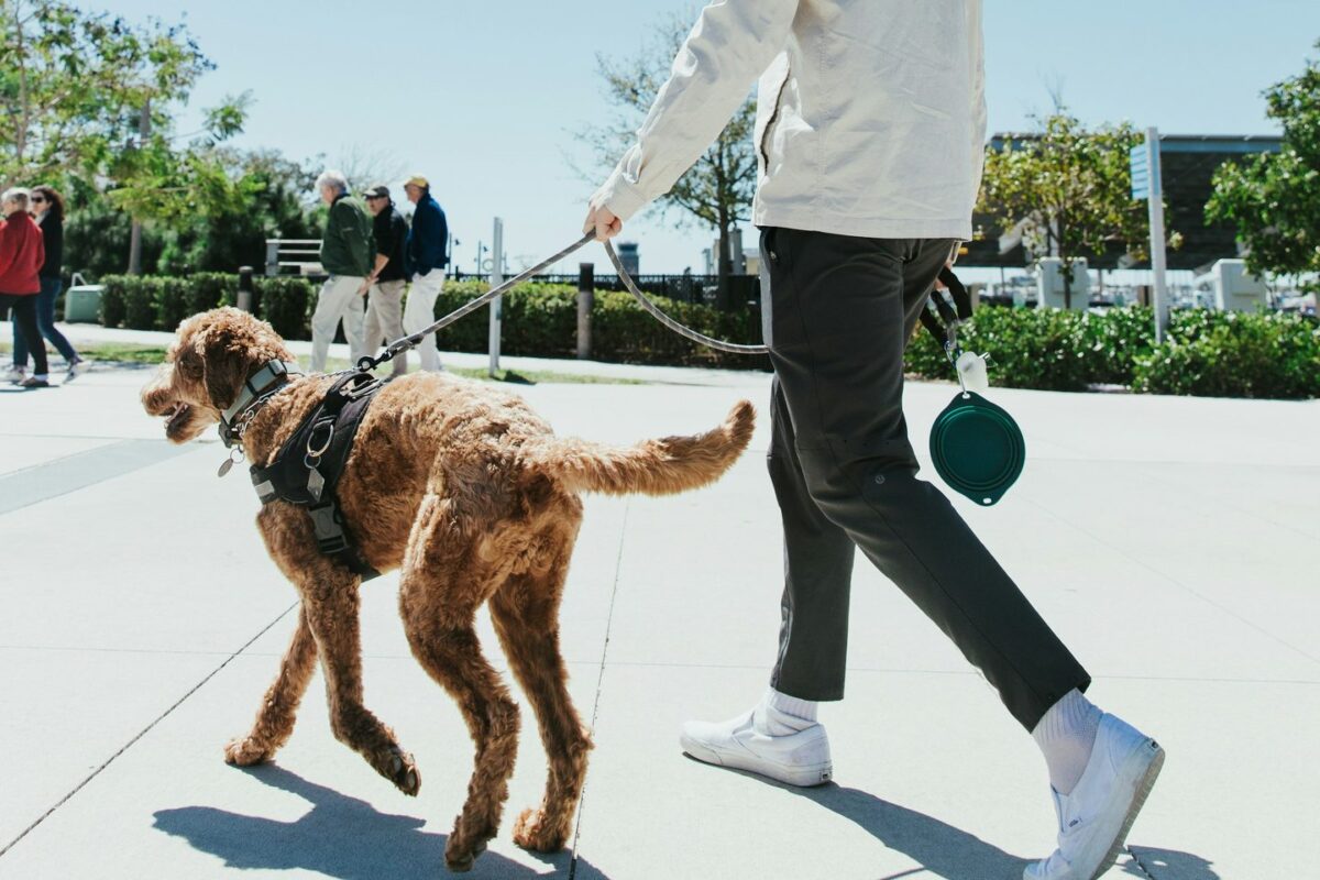 Curly red doodle walking on a leash beside its owner on a sunny path