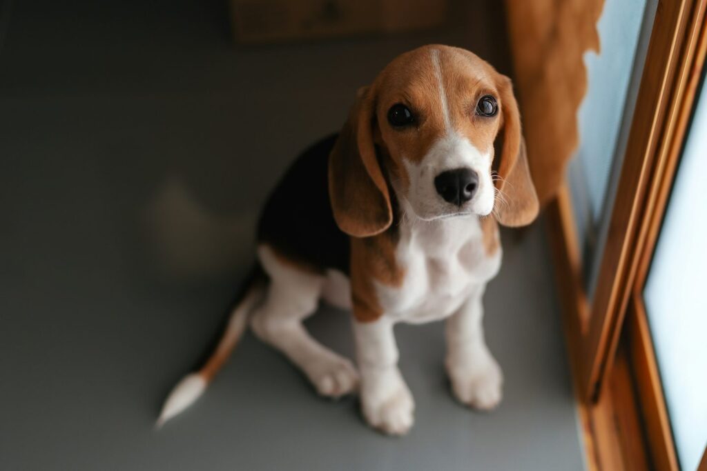 Beagle puppy sitting on the floor by a window at home