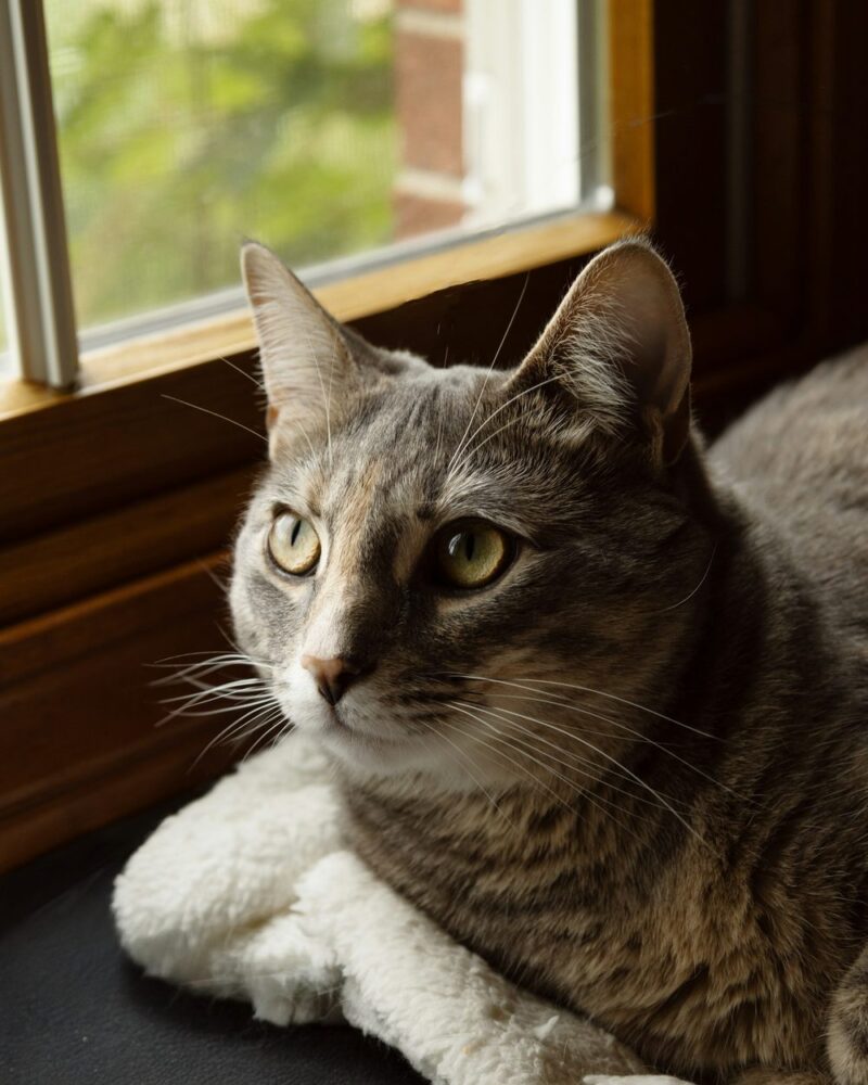 Gray tabby cat resting on a fleece blanket beside a sunny window