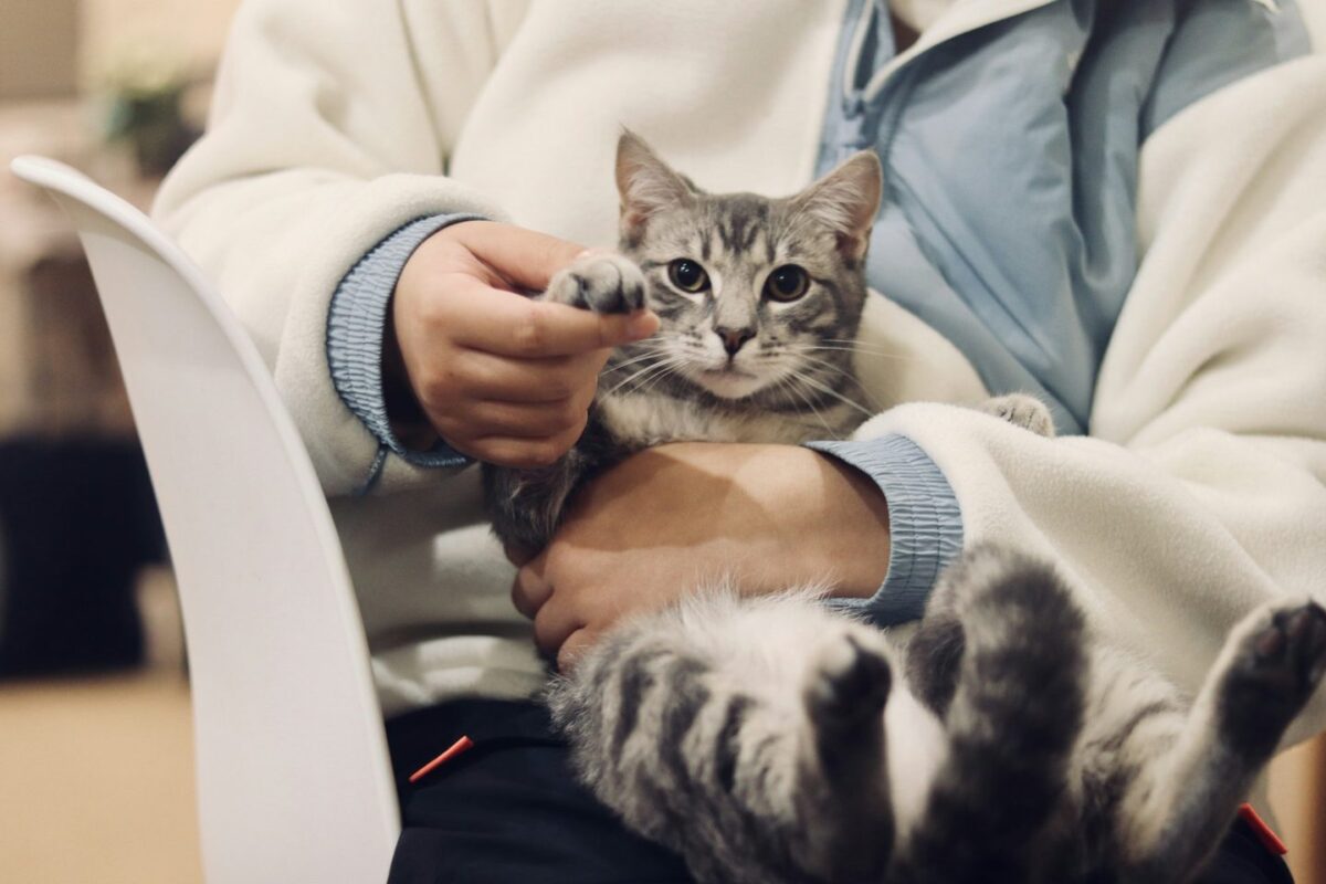 Silver tabby cat held calmly in a person's lap, paw resting in their hand