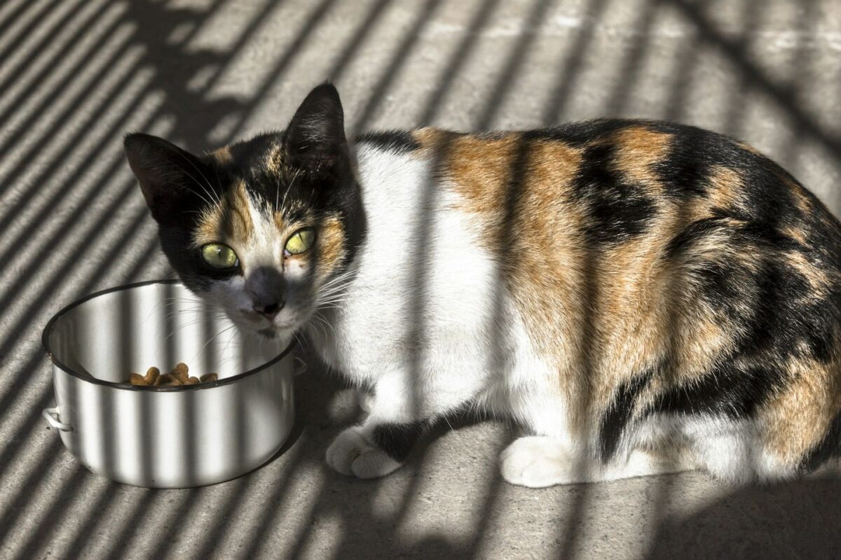 Calico cat beside a steel bowl of dry food in striped sunlight