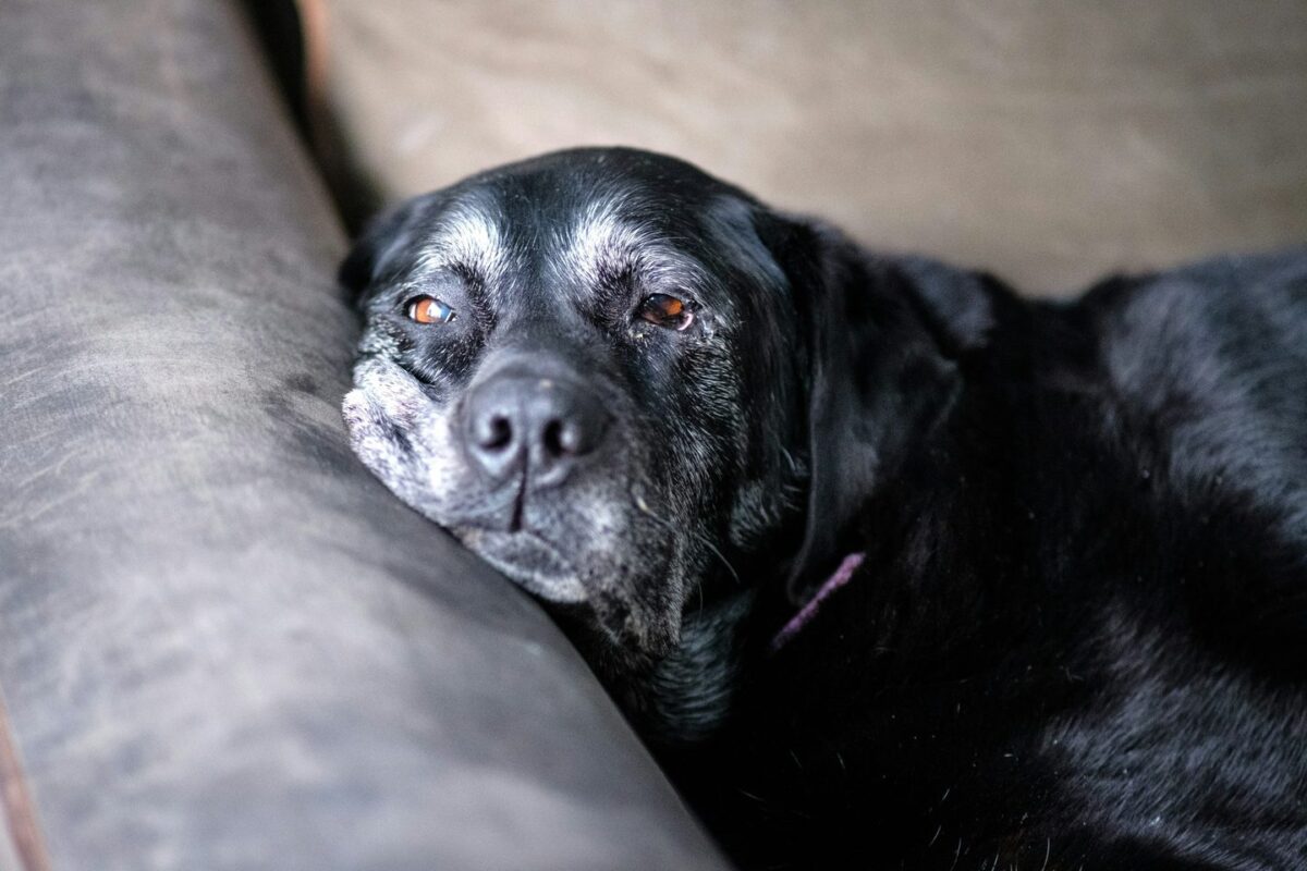 Older black Labrador with a gray muzzle resting its head on a couch