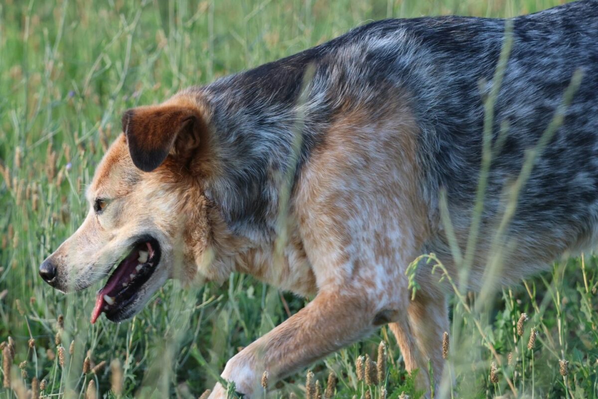 Blue-gray and tan dog walking through tall green grass