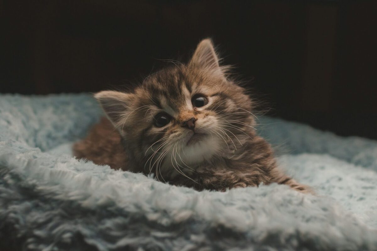 Brown tabby kitten resting on a soft gray blanket