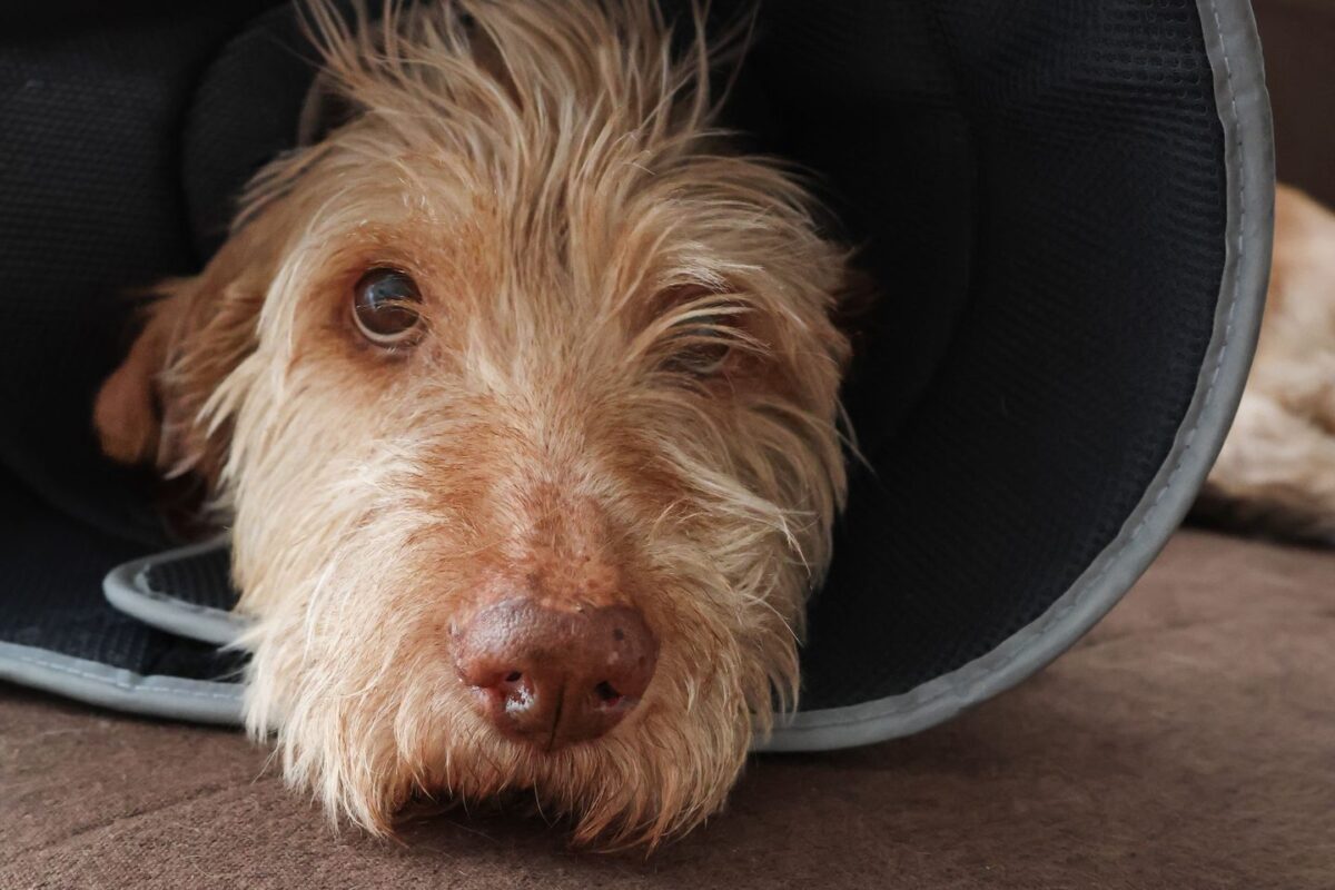 Shaggy tan dog in a soft recovery cone resting its head on a couch at home