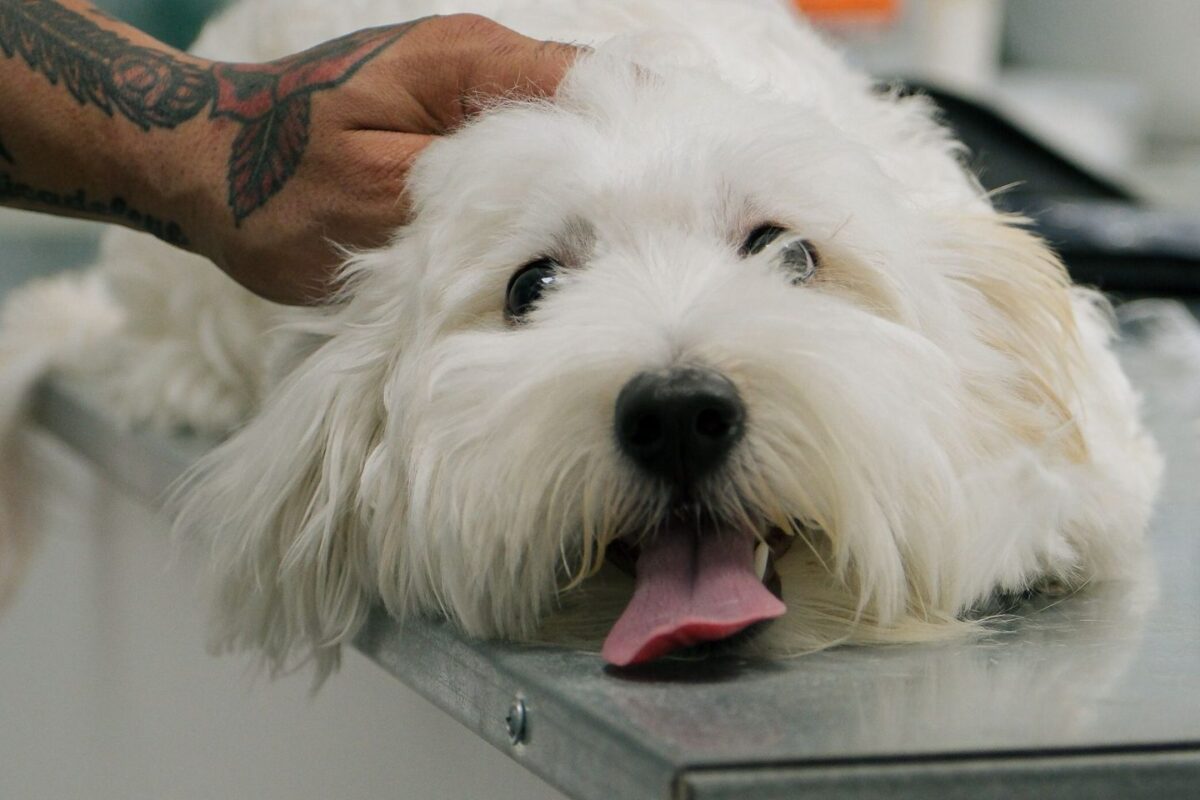 Fluffy white dog resting its chin on a table while a hand pets its head
