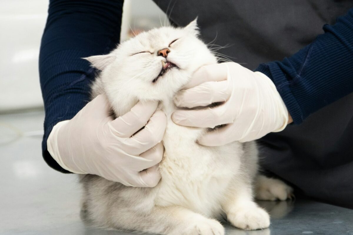 White cat on an exam table with its eyes closed while gloved hands gently hold its face