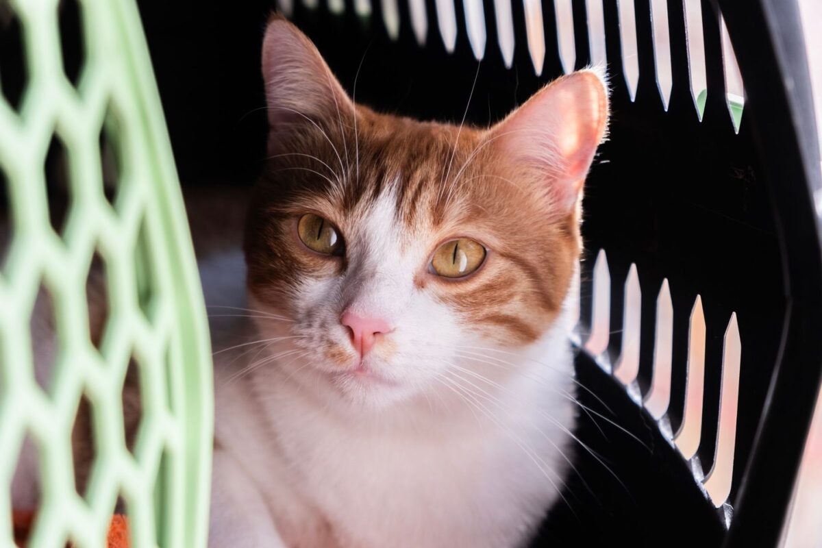Orange and white cat looking out calmly from an open pet carrier